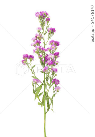 Pink flowers, small flowers on white background 54176147