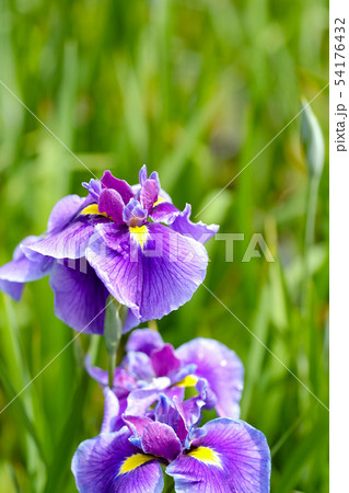 雨の花菖蒲 54176432