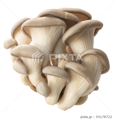 Oyster mushrooms pleurotus, paths Oyster mushrooms pleurotus, paths 54176722