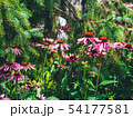 Echinacea on a background of green spruce 54177581
