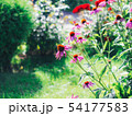 Echinacea on the background of green shrubs 54177583