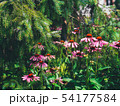 Echinacea on a background of green spruce 54177584