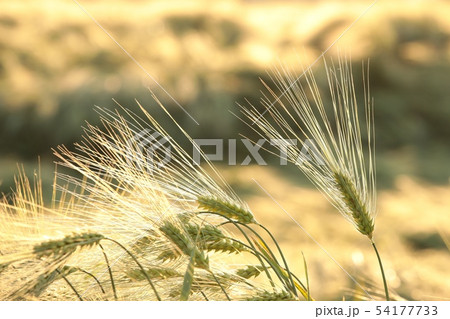 Ear of wheat in the field at dusk Ear of wheat in the field at dusk 54177733