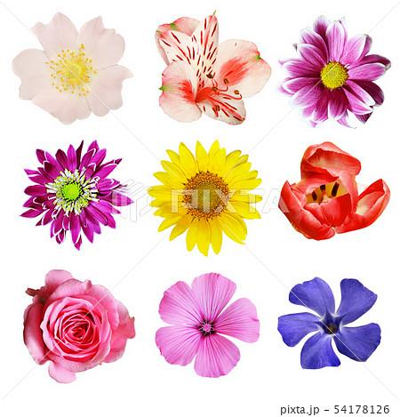 Set of colorful flowers 54178126