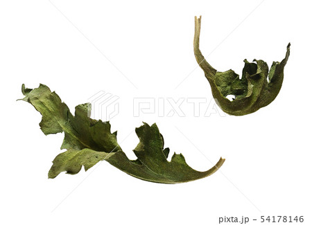 Set of dried flower leaves Set of dried flower leaves 54178146