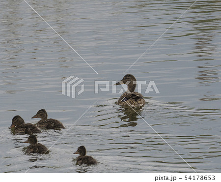 Wild Female Mallard duck with youngs ducklings. Anas platyrhynchos leaving the water hiding in reeds 54178653