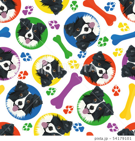 Colorful and playful Border Collie 54179101