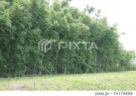 女竹の群生 54179888