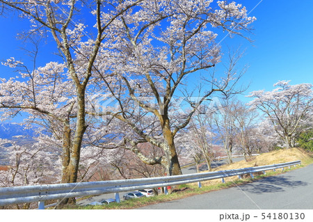 【埼玉県】美の山公園の桜 54180130