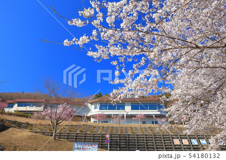 【埼玉県】美の山公園の桜 54180132