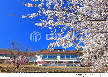 【埼玉県】美の山公園の桜 54180133
