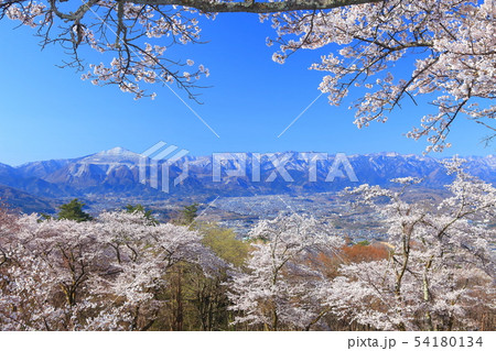 【埼玉県】美の山公園の桜 54180134