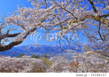 【埼玉県】美の山公園の桜 54180137