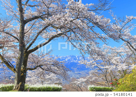 【埼玉県】美の山公園の桜 【埼玉県】美の山公園の桜 54180141
