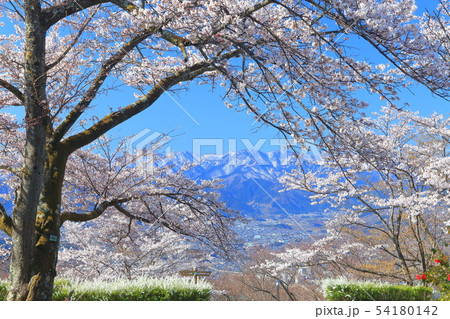 【埼玉県】美の山公園の桜 【埼玉県】美の山公園の桜 54180142