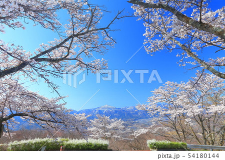 【埼玉県】美の山公園の桜 54180144