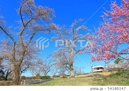 【埼玉県】美の山公園の桜 54180147
