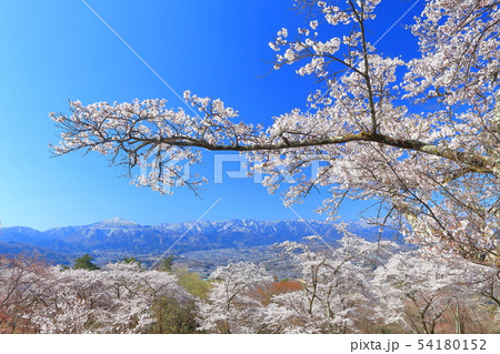 【埼玉県】美の山公園の桜 【埼玉県】美の山公園の桜 54180152