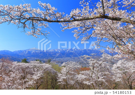 【埼玉県】美の山公園の桜 【埼玉県】美の山公園の桜 54180153