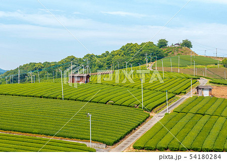 茶畑　緑のじゅうたん 54180284