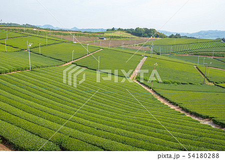 茶畑　緑のじゅうたん 54180288
