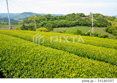 茶畑　緑のじゅうたん 54180307