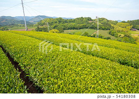 茶畑　緑のじゅうたん 54180308
