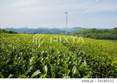 茶畑　緑のじゅうたん 54180312