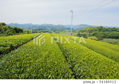 茶畑 緑のじゅうたん 茶畑 緑のじゅうたん 54180313