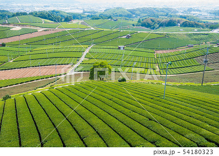 茶畑 緑のじゅうたん 茶畑 緑のじゅうたん 54180323