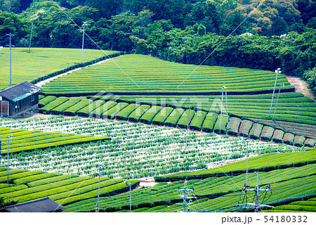 茶畑 緑のじゅうたん 茶畑 緑のじゅうたん 54180332
