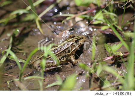 トノサマガエル トノサマガエル 54180793