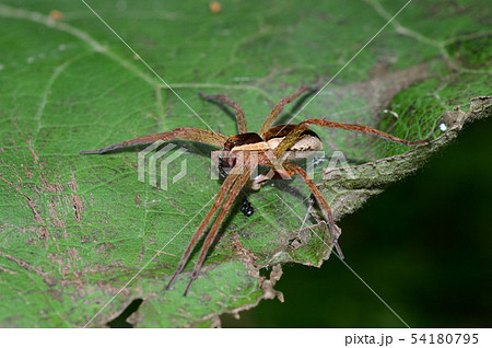 2019 06 19 スジブトハシリグモ　札幌市 54180795