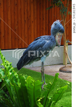 ハシビロコウ 54181945