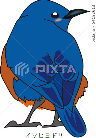 南国奄美の鳥イソヒヨドリのイラスト素材