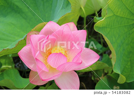 風景　梅雨　花　大賀ハス　早咲き　公園　茨城 54183082