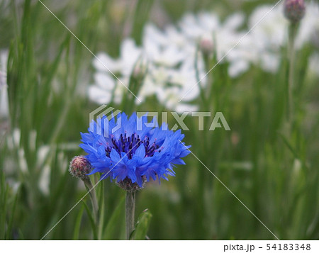 ヤグルマギク 54183348