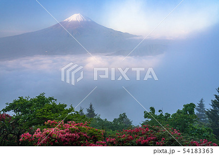 《山梨県》初夏の富士山・大雲海 54183363