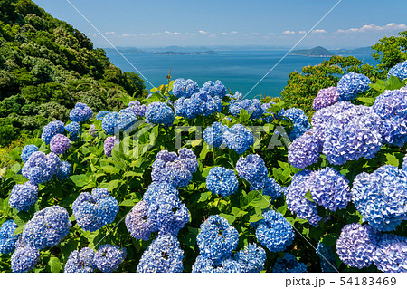 紫雲出山からの紫陽花 54183469
