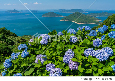紫雲出山からの紫陽花 54183470