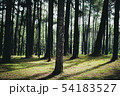 Forest pine trees in autumn. 54183527