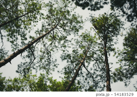 Looking up the trees and leaves from low angle Looking up the trees and leaves from low angle 54183529