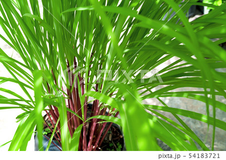 Green leaves pattern of Cymbopogon nardus In the 54183721