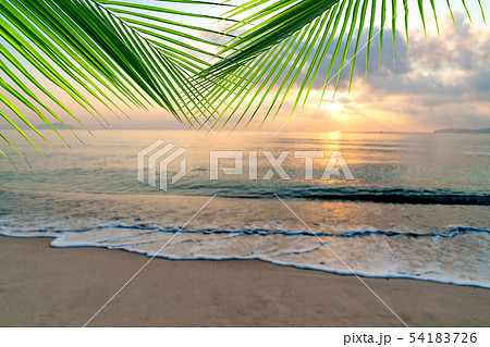 summer sea with leaves palm at sunset and copy 54183726