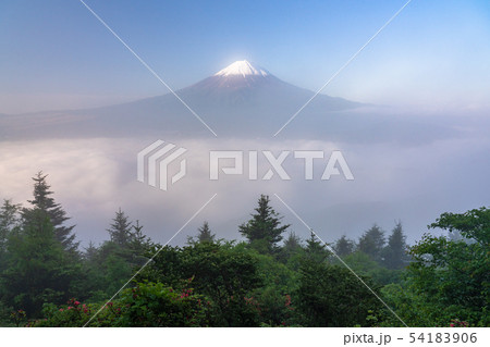 《山梨県》初夏の富士山・大雲海 54183906