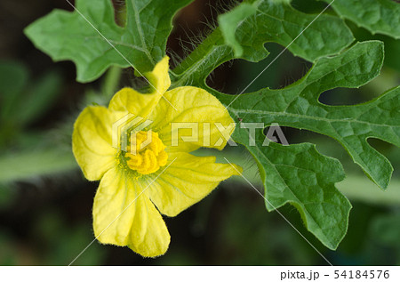 スイカの花の写真素材