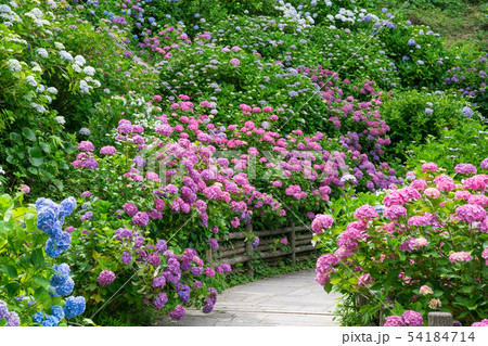伊豆 下田公園の紫陽花 伊豆 下田公園の紫陽花 54184714