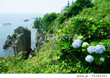 東尋坊　ローソク岩　初夏 54185401