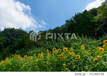 ひまわり畑と青空 54186296