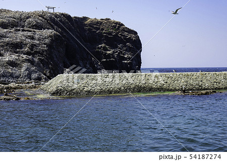 島根県出雲　日御碕　国天然記念物　経島ウミネコ繁殖地 54187274